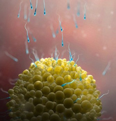 试管婴儿囊胚培养优势技术